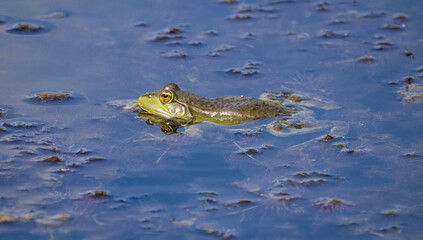 frog in water