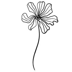 Wildflower line doodle isolated 