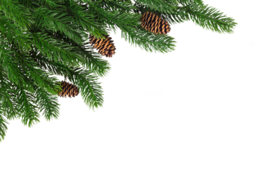 Fir branches with cones in the corner on a white background