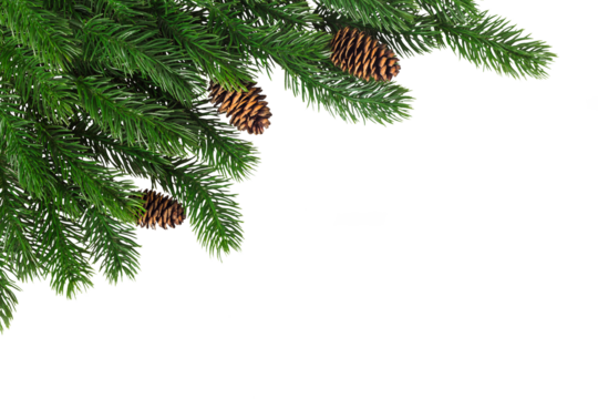 Fir branches with cones in the corner on a white background