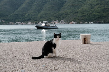 cat on the beach