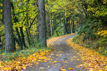Autumn forest road