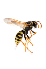 Wasp on white background