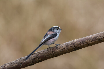 Long tailed tit, Aegithalos caudatus, perched on a tree branch. Side view, looking right