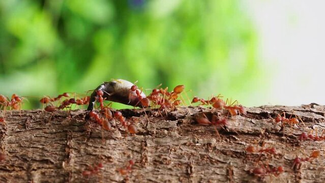 Ants help to carry food(small fish), Concept team work together. Red ants teamwork. unity of ants.	