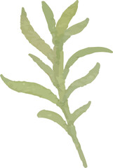 watercolor illustration of isolated  leaves