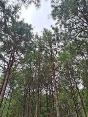 trees in the forest