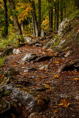 Autumn landscape. Yellow leaves. Road in fallen leaves. Forest Road.