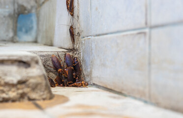 A low, close-up view, a colony of cockroaches lives above a pipe hole near a concrete tiled wall.