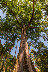 árvores vistas de baixo