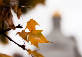 Autumn yellow maple branch against the background of a blurred church