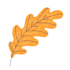 Autumn leaf on white background.