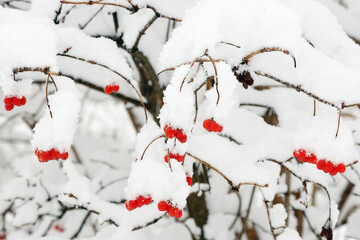 Viburnum bush is covered with red berries. Red viburnum berries are sprinkled with snow. Winter period