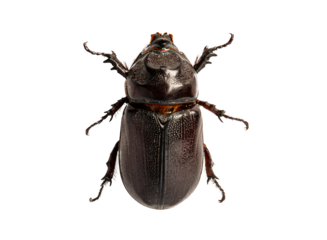 Beetle Oryctes rhinoceros isolated on white background