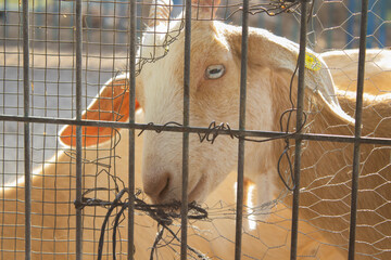 goat behind bars