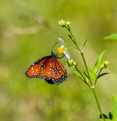 Beautiful Queen - Danaus gilippus -butterfly eating nectar of Bidens alba or Spanish needle in north Florida