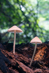 two white mushrooms 