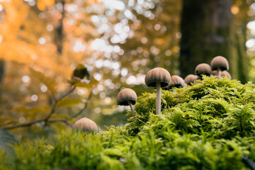 Mushroom on moss in forest
