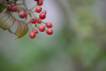 small red rose hips close-up on a branch, green fruits antioxidants, red texture on a green background, abstract gradient, blurred silhouette, organic, healthy berry, fruit tea, healthy food