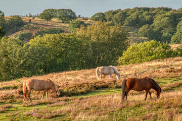 horses in autumn heather meadow