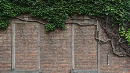 Gray old brick wall background with ivy