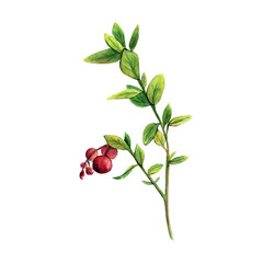 watercolor illustration of lingonberries with a sprig of leaves and red berries