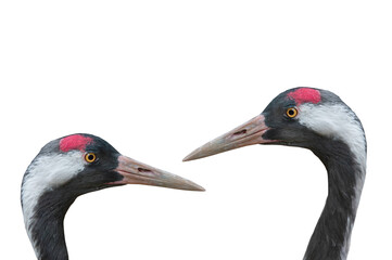 portrait of Japanese cranes isolated on white background