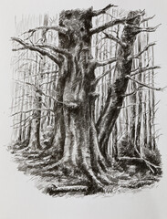 Dense forest - illustration. Detailed drawing of an old scary dense forest, drawn by a pencil.