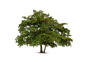 Tree isolated on white background high resolution for graphic decoration