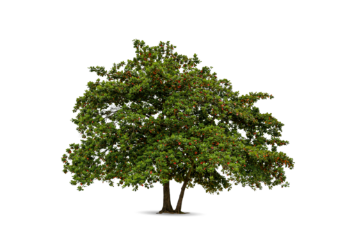 Tree isolated on white background high resolution for graphic decoration
