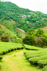 Tea field in Thailand with rain