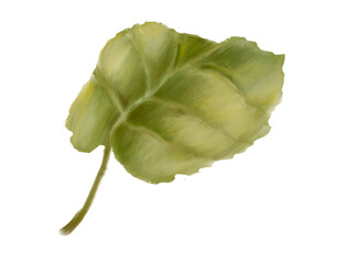 Leaves on a branch. Green leaves. Digital illustration.