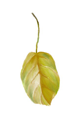 Leaves on a branch. Green leaves. Digital illustration.