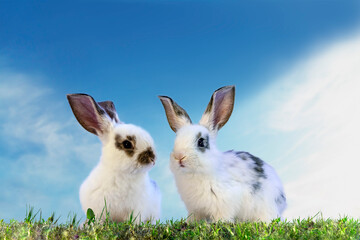 青空を背景にした草地に立つ白い子ウサギ2匹の正面からの姿