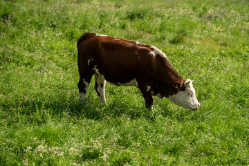 A brown spotted cow grazing in a green grass field