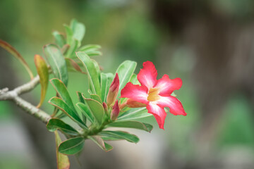 Beautiful Desert rose flower on blurry nature green leaf background in the garden, Pink flower, Mock azalea flowers, Impala lily flower.