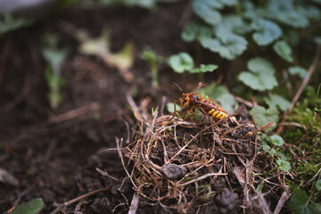 A yellow hornet sitting among the grass, hanging on a plant - Vespa crabro szerszeń - a large insect