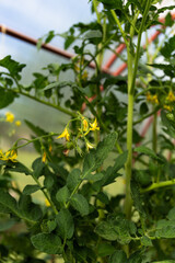 Green tomatoes grow on a branch. Harvest a tomato in the sun. tomatoes bloom in the greenhouse