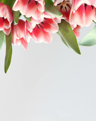 Pink tulips isolated on white background. Top view stock photo. Spring time