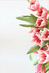 Pink tulips isolated on white background. Top view stock photo. Spring time