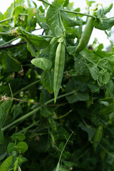 green peas vegetable beans bloom on a garden bed on a sunny summer day. Green pea pods on a branch