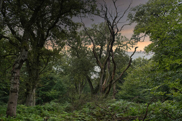 Abendrot in einem alten Buchenwald