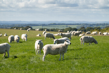 Fototapeta premium Flock of white sheep in green grass field with countryside behind, Highclere, Hampshire, England, United Kingdom, Europe