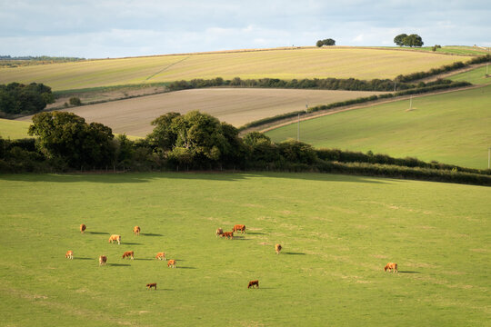 Cows grazing in field with arable field behind, Berkshire, England, UK