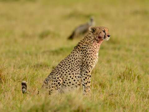 Cheetah In The Serengeti Plains