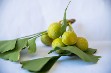Green ginkgo fruit on white background