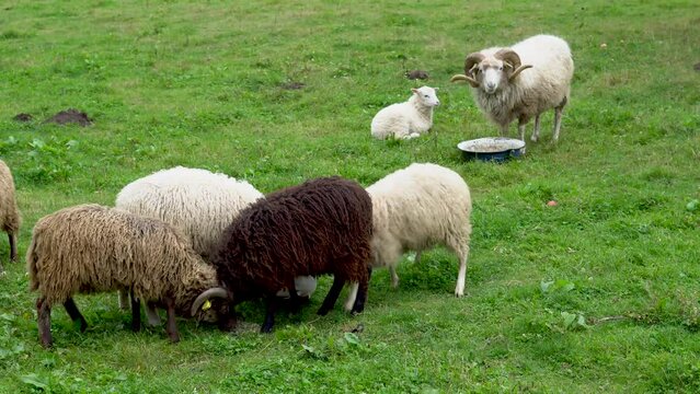 Sheep fighting over food while herd leader eats in peace
