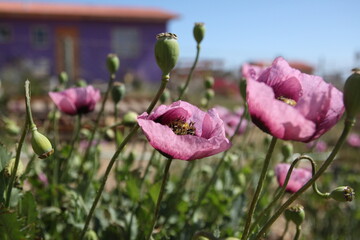 Amapola