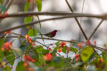 Crimson sunbird (Aethopyga siparaja) at Kaziranga NP, Assam, India
