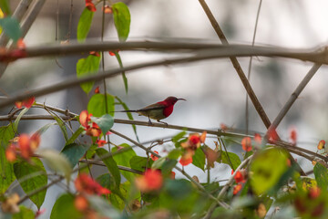 Crimson sunbird (Aethopyga siparaja) at Kaziranga NP, Assam, India